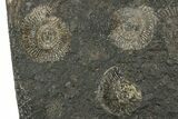 Fossil Ammonite Cluster - Posidonia Shale, Germany #358373-1